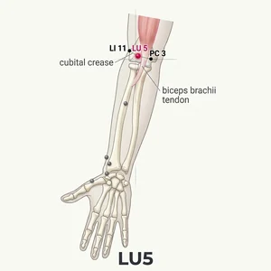 Chize acupoint diagram