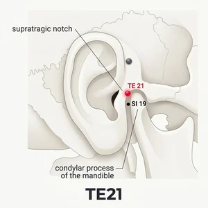 Ermen acupoint diagram