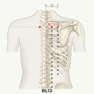 Fengmen acupoint diagram