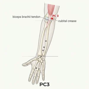 Quze acupoint diagram