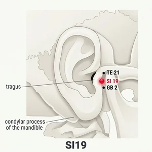 Tinggong acupoint diagram