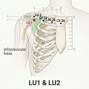 Zhongfu acupoint diagram
