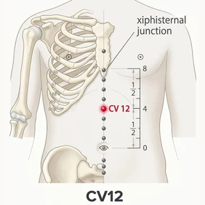 Zhongwan acupoint diagram