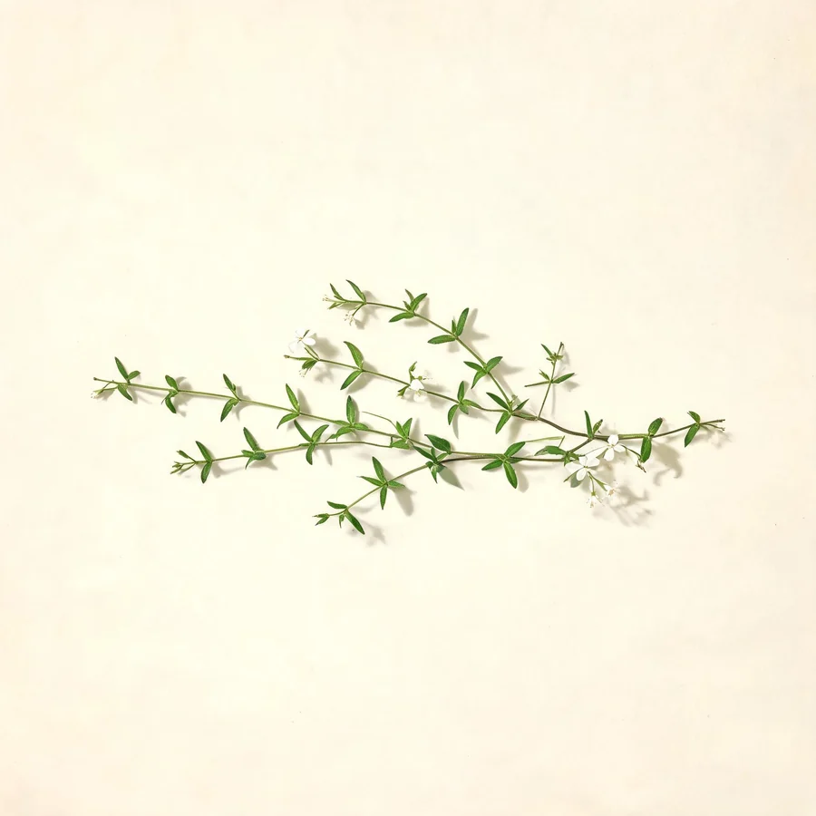 Botanical illustration of Hedyotis diffusa in flower, showing its leaves and flowering stem