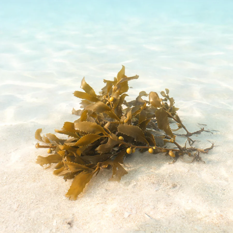 Botanical illustration of Sargassum pallidum in flower, showing its leaves and flowering stem