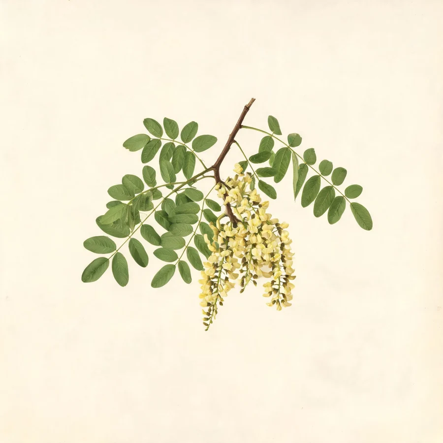 Botanical illustration of Styphnolobium japonicum in flower, showing its leaves and flowering stem