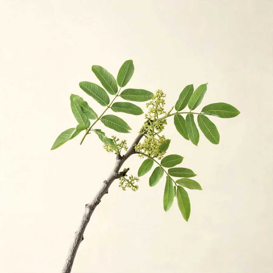 Botanical illustration of Fraxinus rhynchophylla in flower, showing its leaves and flowering stem