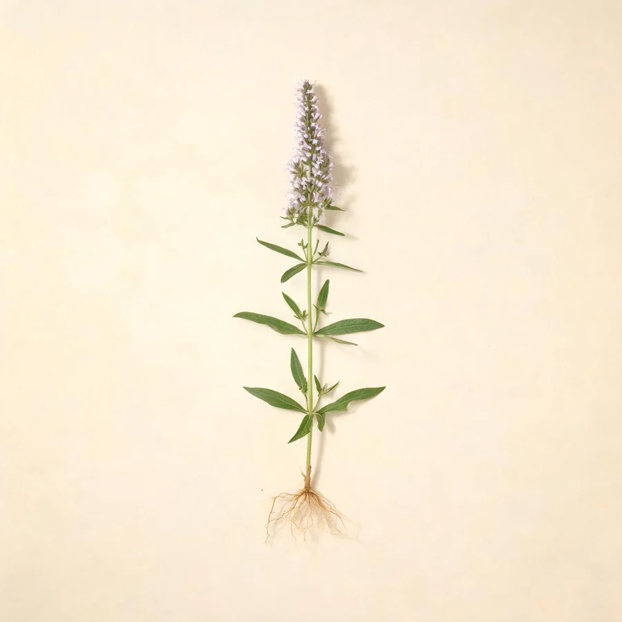 Botanical illustration of Elsholtzia ciliata in flower, showing its leaves and flowering stem